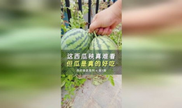吃瓜爆料缅北是真的吗,吃瓜爆料，事实与谣言的交织